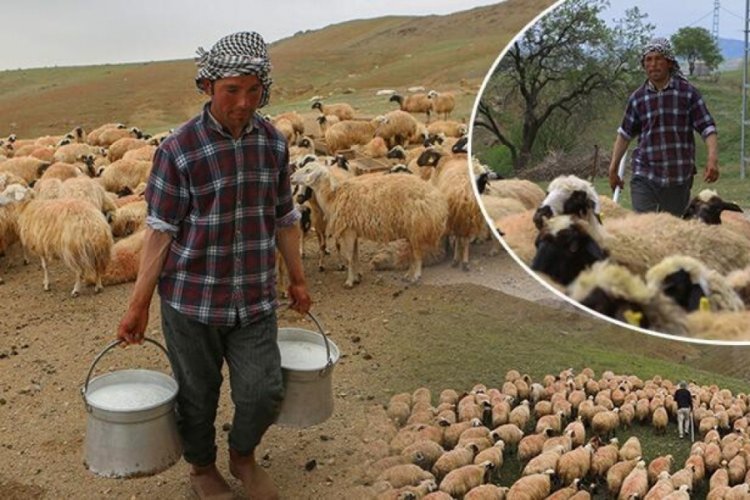 Başlık parası i&ccedil;in T&uuml;rkiye'ye gelerek &ccedil;oban oldu