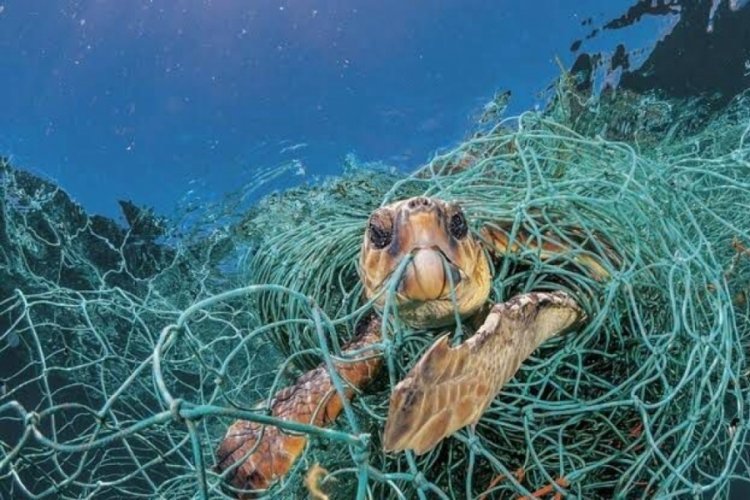Deniz canlıları plastik kapanında (&Ouml;ZEL HABER)&nbsp;