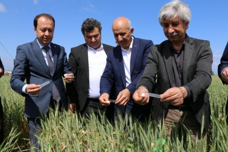 Buğdayın d&uuml;şmanı s&uuml;neyle avcı b&ouml;cekler ile savaşılıyor