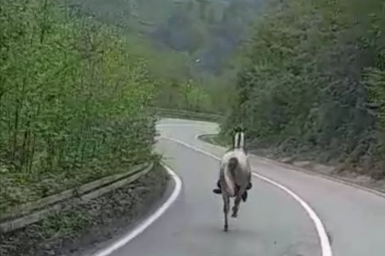 Rize'de sahibinden ka&ccedil;an at karayolunda 4 nala koştu