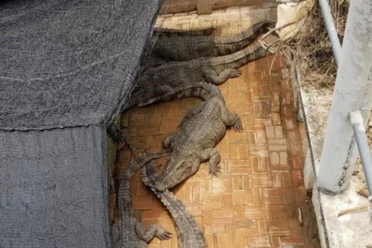 İdrarını yaptığı s&uuml;s havuzunun i&ccedil;ine d&uuml;şen adamı timsah yedi