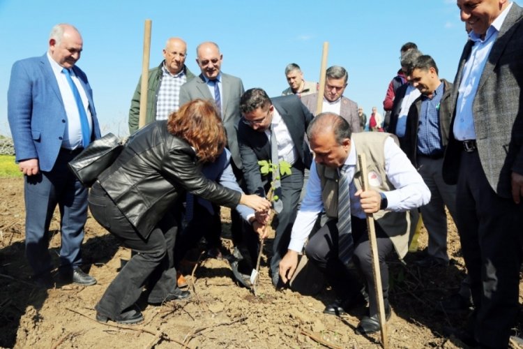 Bursa'da incir fidanları toprakla buluştu