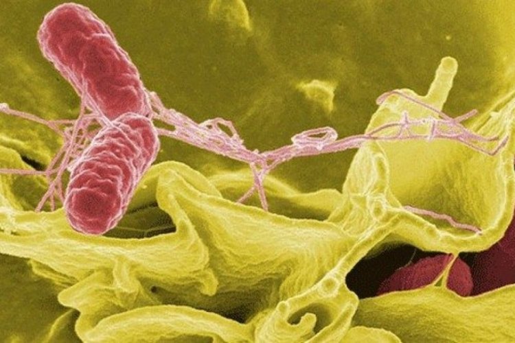 Salmonella zehirlenmesinin belirtileri