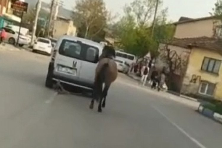 Bursa'da atı, hafif ticari araca bağlayıp &ccedil;ekerek g&ouml;t&uuml;rd&uuml;