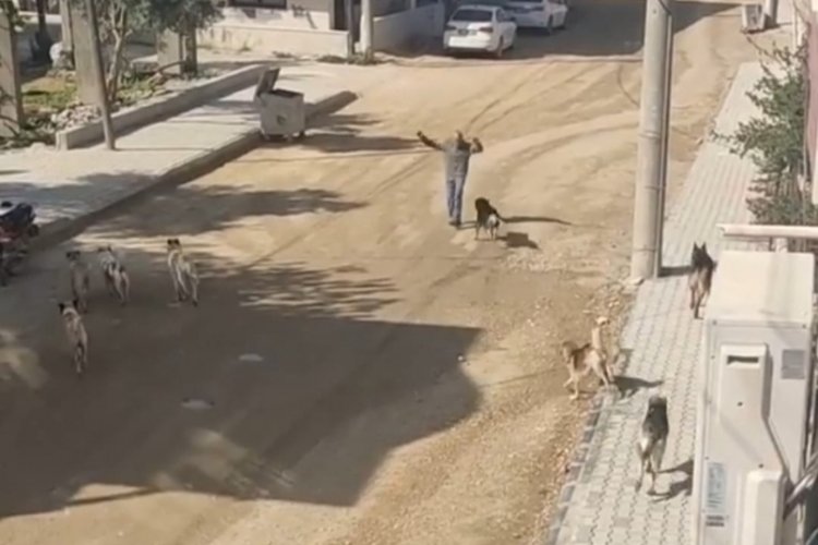 S&uuml;r&uuml; halinde gezen k&ouml;pekler vatandaşa saldırdı