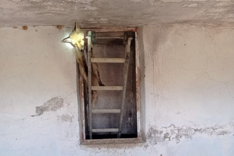 Su deposunda mahsur kalan tilki kurtarıldı