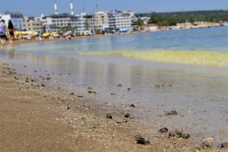 M&uuml;silaj zannedilen polen sahili sarıya boyadı