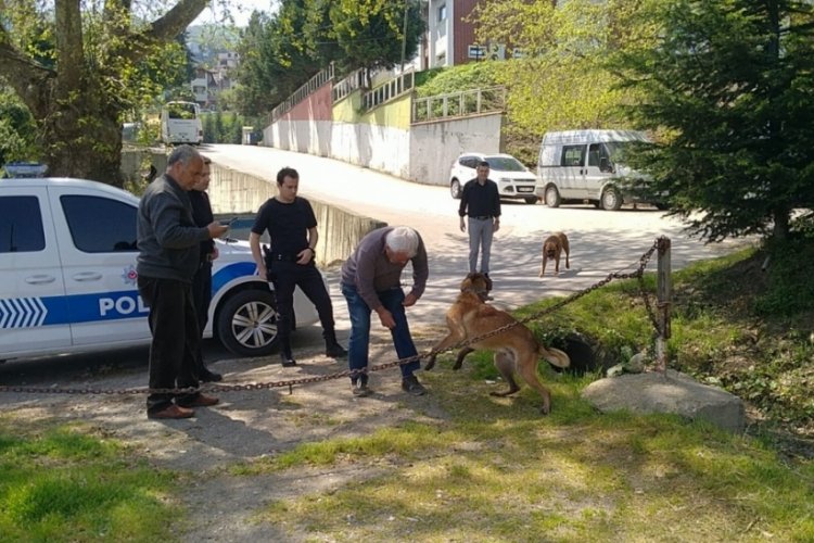 Bisikletlilere saldıran Bel&ccedil;ika kurdu k&ouml;pek&nbsp;barınağa g&ouml;t&uuml;r&uuml;ld&uuml;&nbsp;