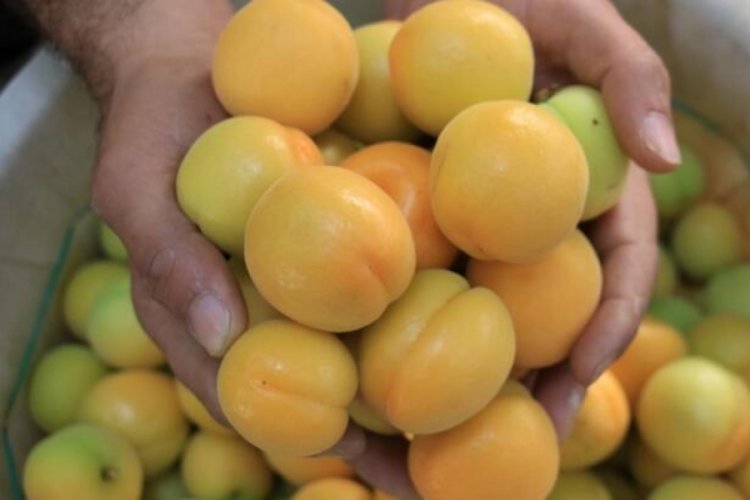 Turfanda kayısılar, Katar ve Dubai'ye gidecek