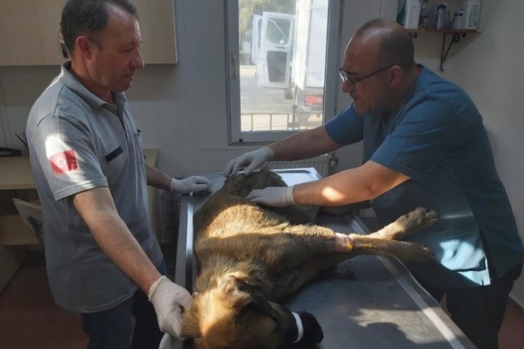 Bursa'da vicdansızlar k&ouml;peği &ccedil;&ouml;pl&uuml;ğe attılar