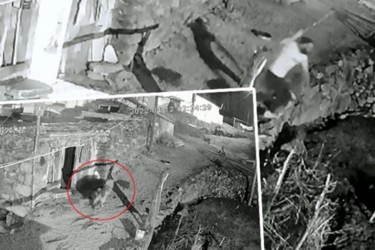 Bir kişi k&ouml;peğine saldıran kurdu sopayla kovaladı