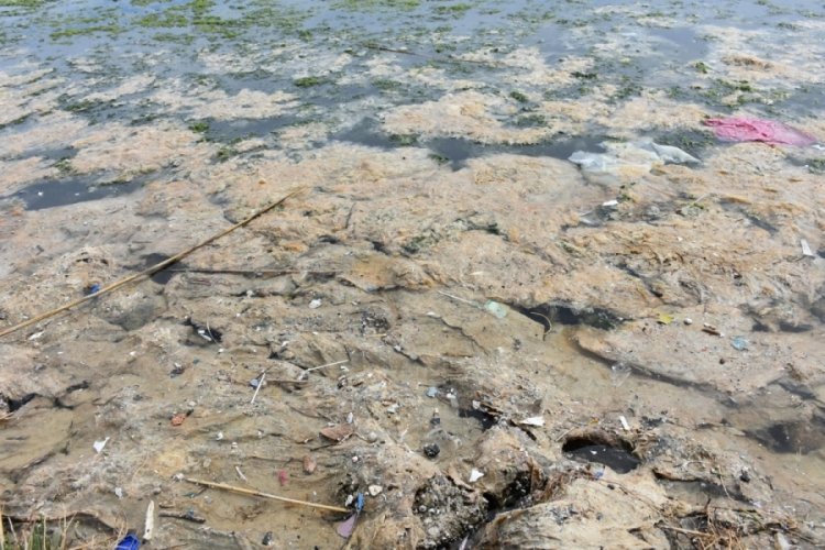 &Ccedil;akalburnu Lag&uuml;n&uuml;'nde deniz marulu tekrar g&ouml;r&uuml;ld&uuml;