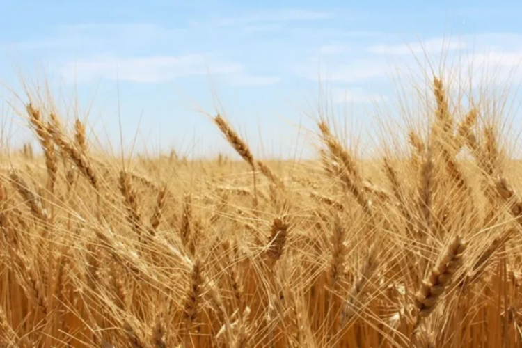 Afrika'da buğday fiyatlarını yüzde 60 yükseltti