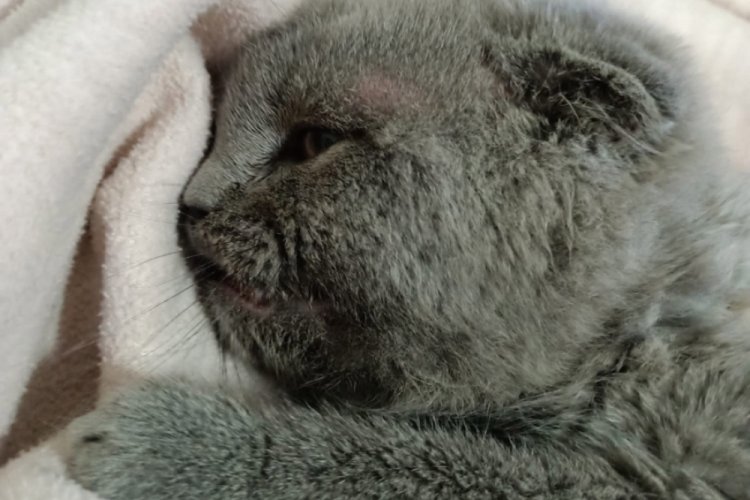 Trabzon'da kedi katiline hapis