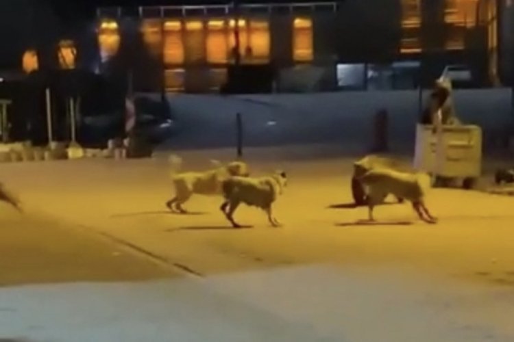 Bursa Uludağ'da ayıların k&ouml;peklerle kavgası kamerada