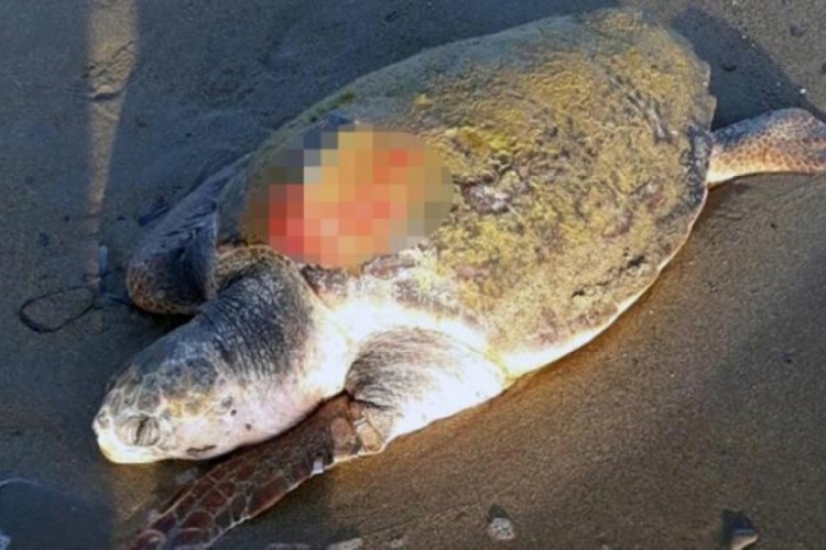 7 aydır uydu takip cihazı ile takip edilen Caretta caretta &ouml;l&uuml; halde bulundu