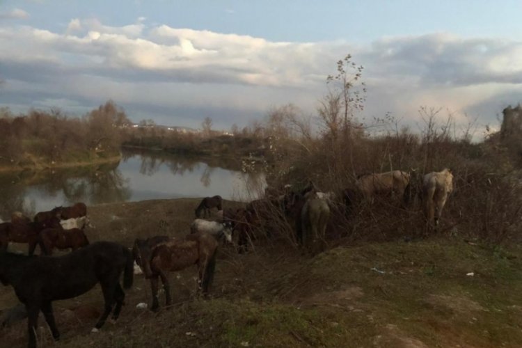 Sakarya'da kesilmekten kurtarılan at ve eşekler sahiplendirildi&nbsp;