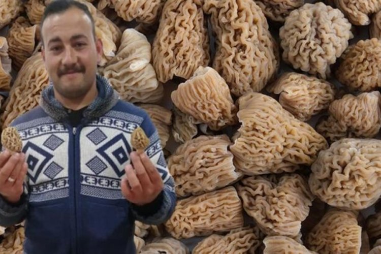 Ormanda bulup 300 TL'ye satıyor