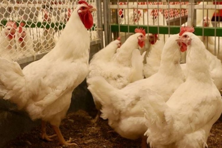 Kuş grininin bir diğer t&uuml;r&uuml; ilk kez bir insanda g&ouml;r&uuml;ld&uuml;