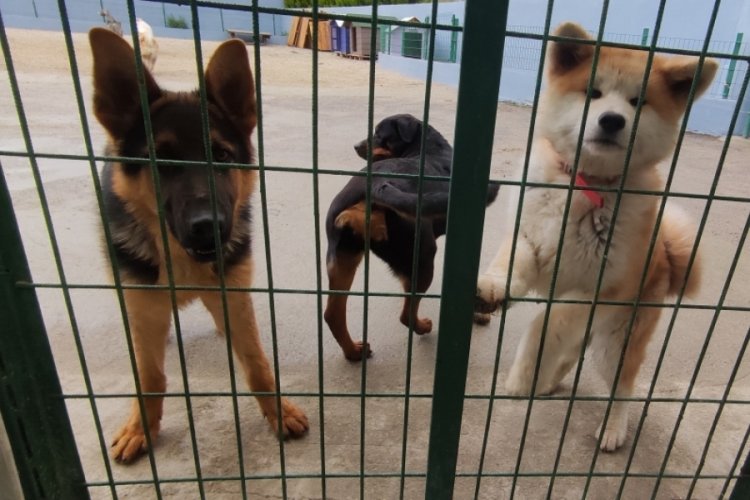 Bursa'da bayram &ouml;ncesi k&ouml;pek otelleri doldu