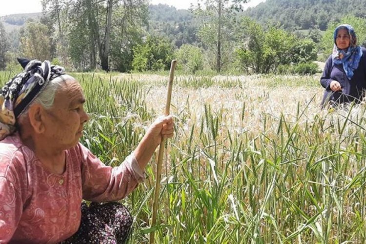 Fatma Ninenin tarlasını ila&ccedil;la kuruttular