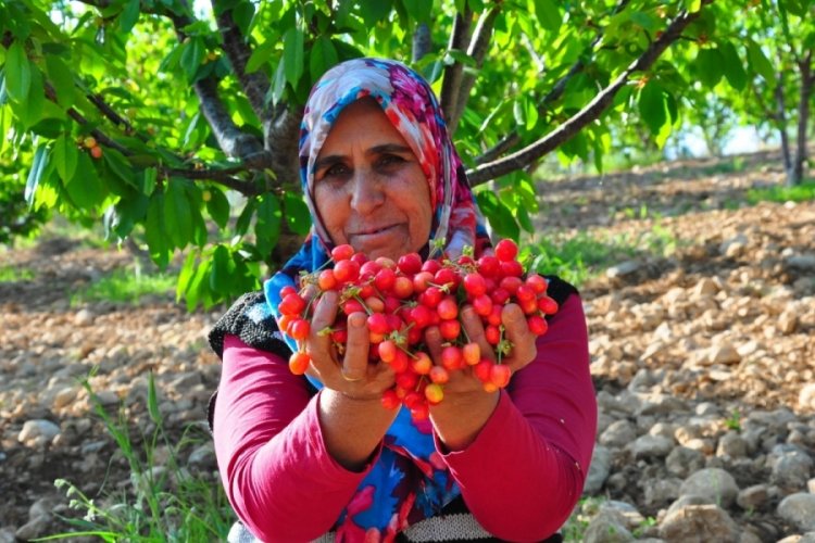 Sezonun ilk kirazı 700 TL'den gitti