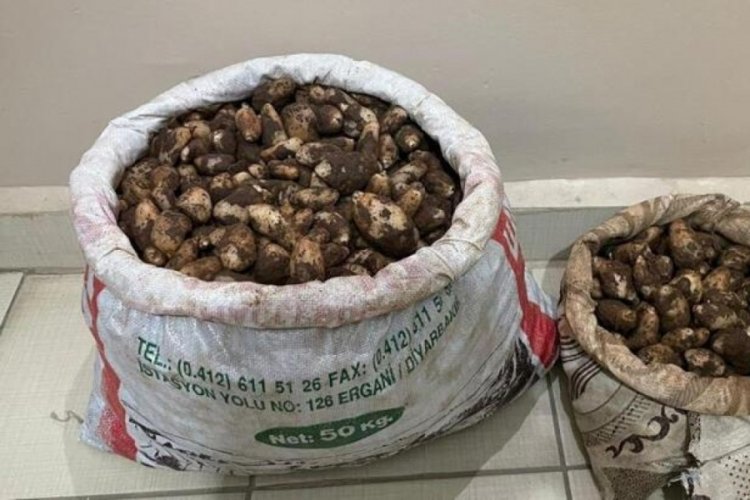 Elazığ'da salep soğanı toplayan 4 kişiye 436 bin TL ceza