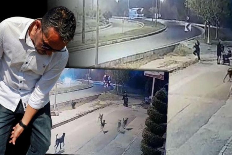 Antalya'da sokak k&ouml;pekleri bebek arabalı aileye kabusu yaşattı