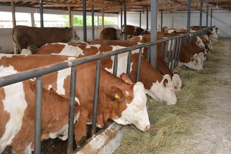 Yeni doğan buzağının kafasındaki rakam g&ouml;renleri şoke etti