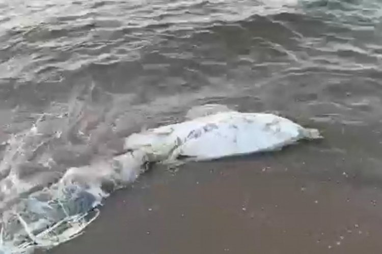Bursa'da bir tane daha &ouml;l&uuml; yunus balığı karaya vurdu