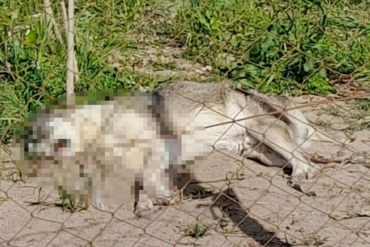 5 k&ouml;peği zehirli sosisle &ouml;ld&uuml;rd&uuml;ler