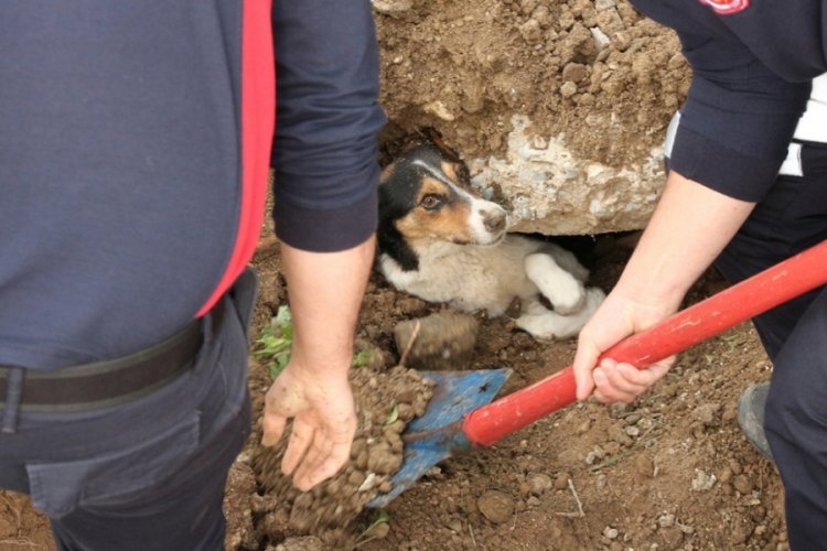 Toprak altında kalan k&ouml;pek ve yavrularını itfaiye kurtardı