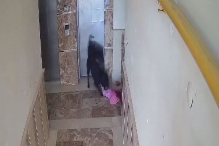 Apartmanda oynarken k&ouml;peğin saldırdığı &ccedil;ocuk yaralandı
