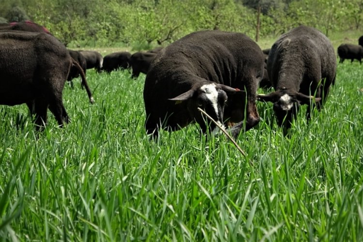 Bursa'daki bu koyunları almak isteyenler 10 ay bekliyor
