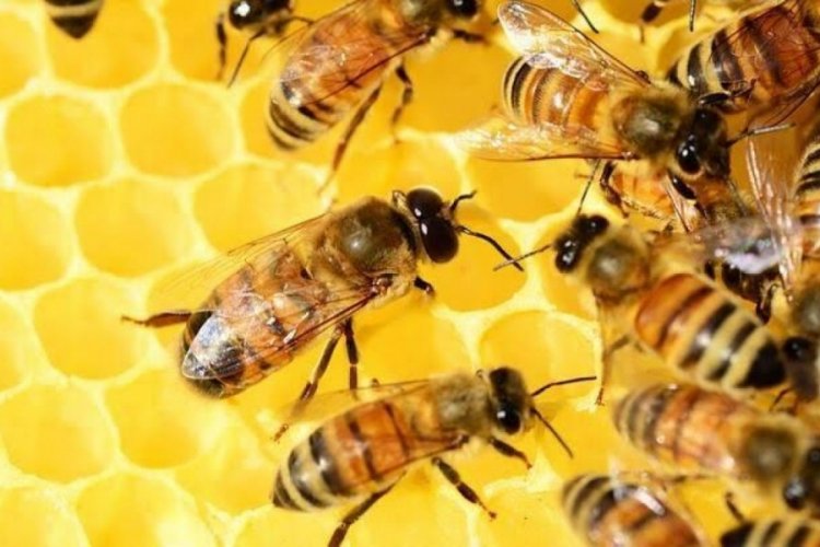 Bursa'da arılara neler oluyor? Tarım ilacı mı, varroa mı? (&Ouml;ZEL HABER)&nbsp;