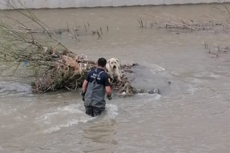 Derede mahsur kalan k&ouml;peği itfaiye kurtardı