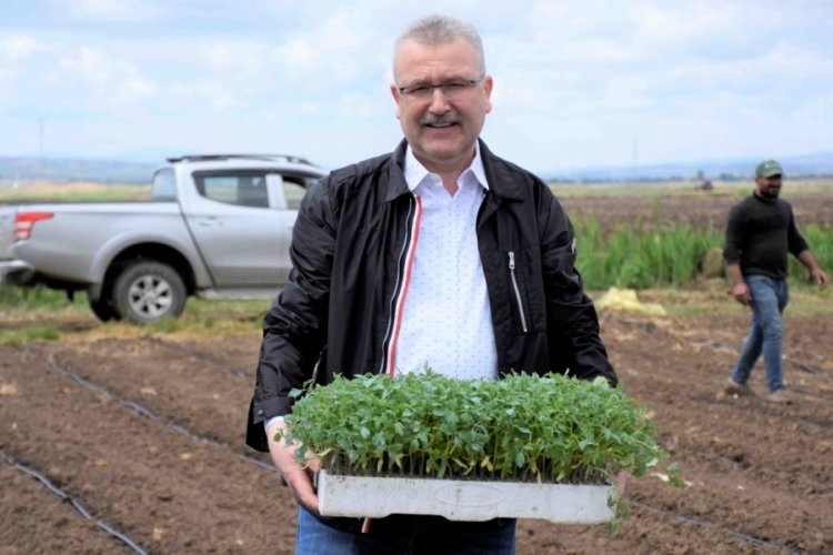 Bursa Karacabey'de yılın ilk domates fidesi ekimi