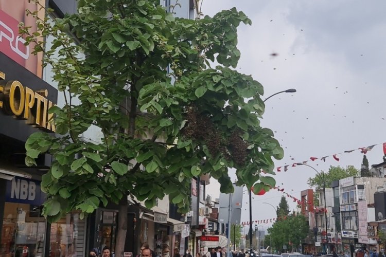 Arılar sokağı istila etti,  vatandaş ka&ccedil;acak yer aradı
