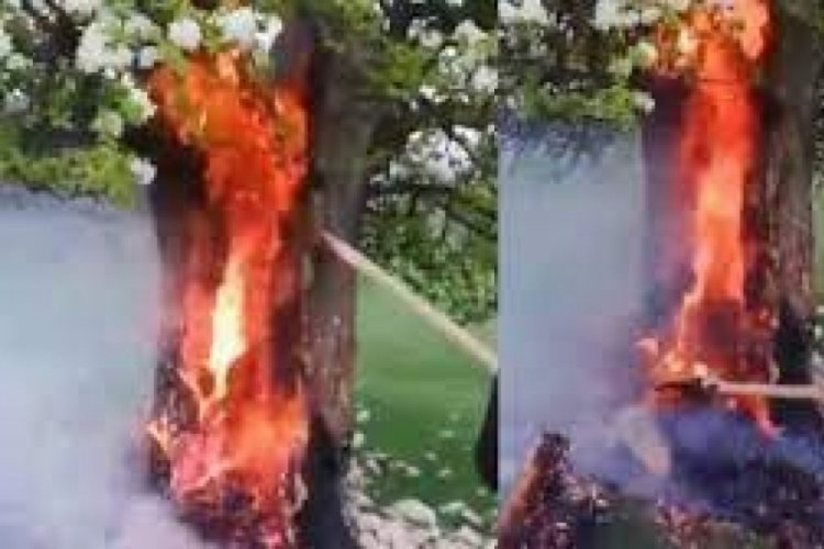 Tokat'ta yıldırım isabet eden armut ağacı cayır cayır yandı