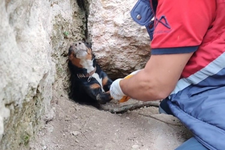 Tilkinin peşinden girdikleri obrukta sıkışan k&ouml;pekleri itfaiye...