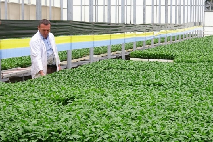 Tokat'ta organik tarıma ilgi arttı