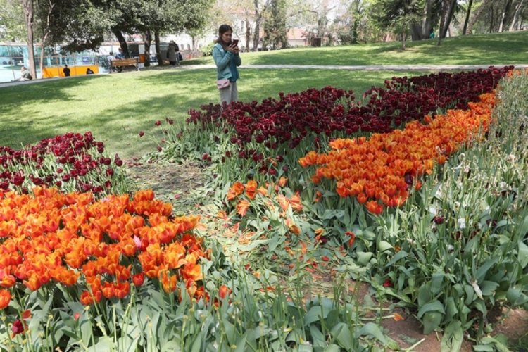 G&uuml;lhane Parkı'nın laleleri ezildi