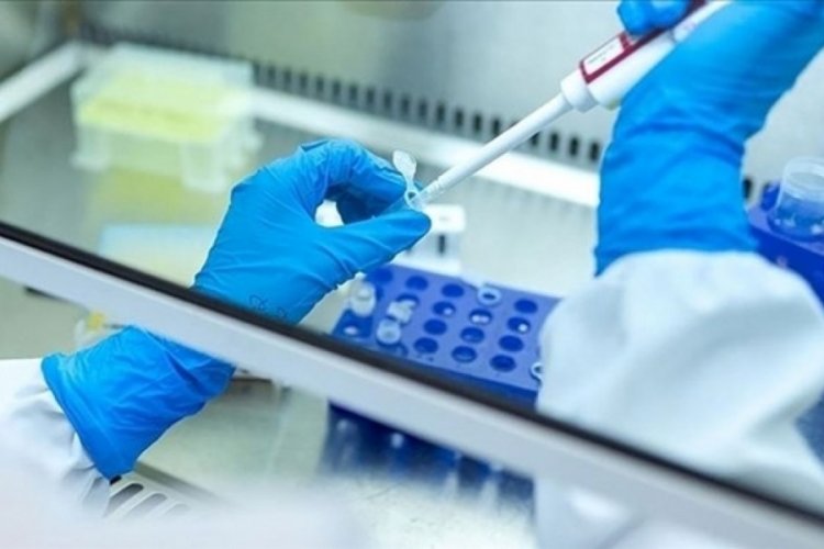 Gizemli hepatit evcil hayvanlardan mı bulaştı?