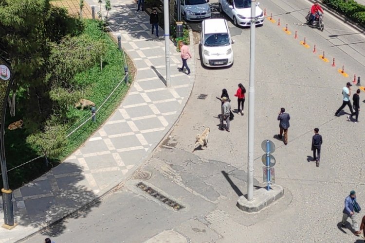 Vatandaşa saldıran k&ouml;pekler belediye tarafından toplatıldı