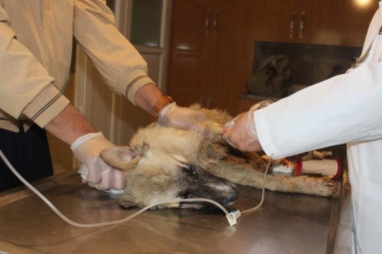 K&ouml;pekleri tarım ilacıyla zehirlemişler