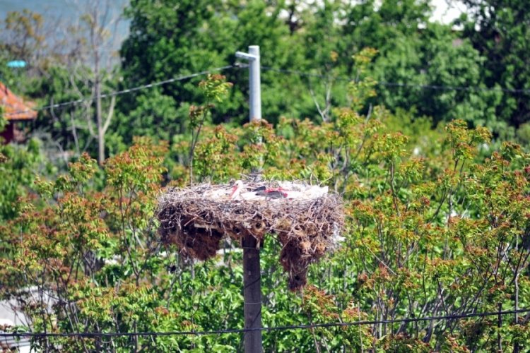 Bursa'da Yaren leyleğin yavrularının yumurtadan &ccedil;ıkması bekleniyor