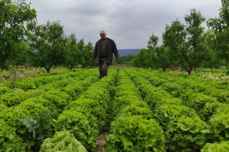 Bursa'da marul tarlada 2 lira tezgahta 10 lira