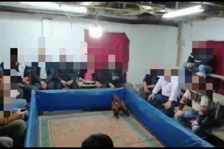 Cinayetten aranan şahıs horoz d&ouml;v&uuml;şt&uuml;r&uuml;rken yakalandı