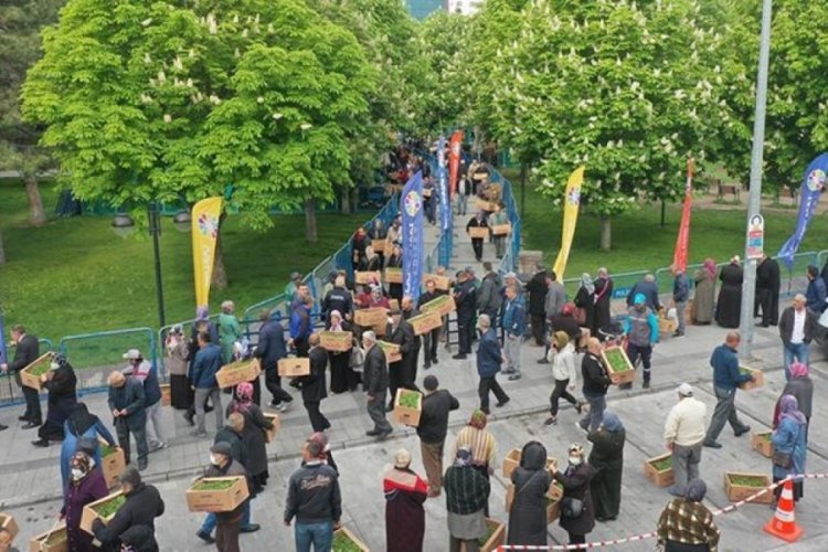 Bir fide i&ccedil;in metrelerce kuyruk oluşturdular