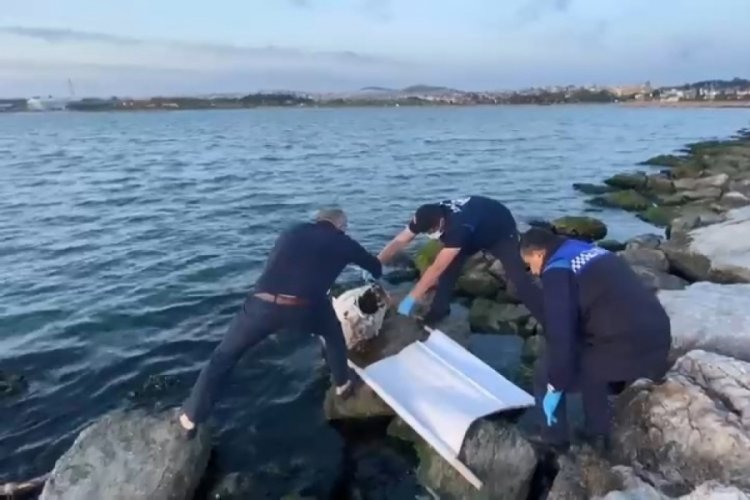 İzmit K&ouml;rfezi'nde 50 yıl sonra dev orkinos balığı